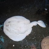 画像: 《近海産海水魚》シビレエイ（電気エイ）の色彩変異…ウルトラレア