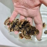 画像: 《近海産海水魚》イヌカサゴ（画像の個体です）…当店ハンドコート採取