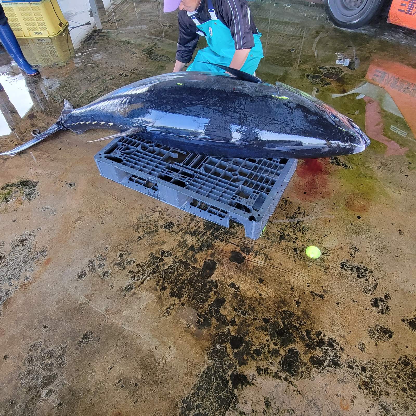 画像: 過去の入荷情報はここをクリック
