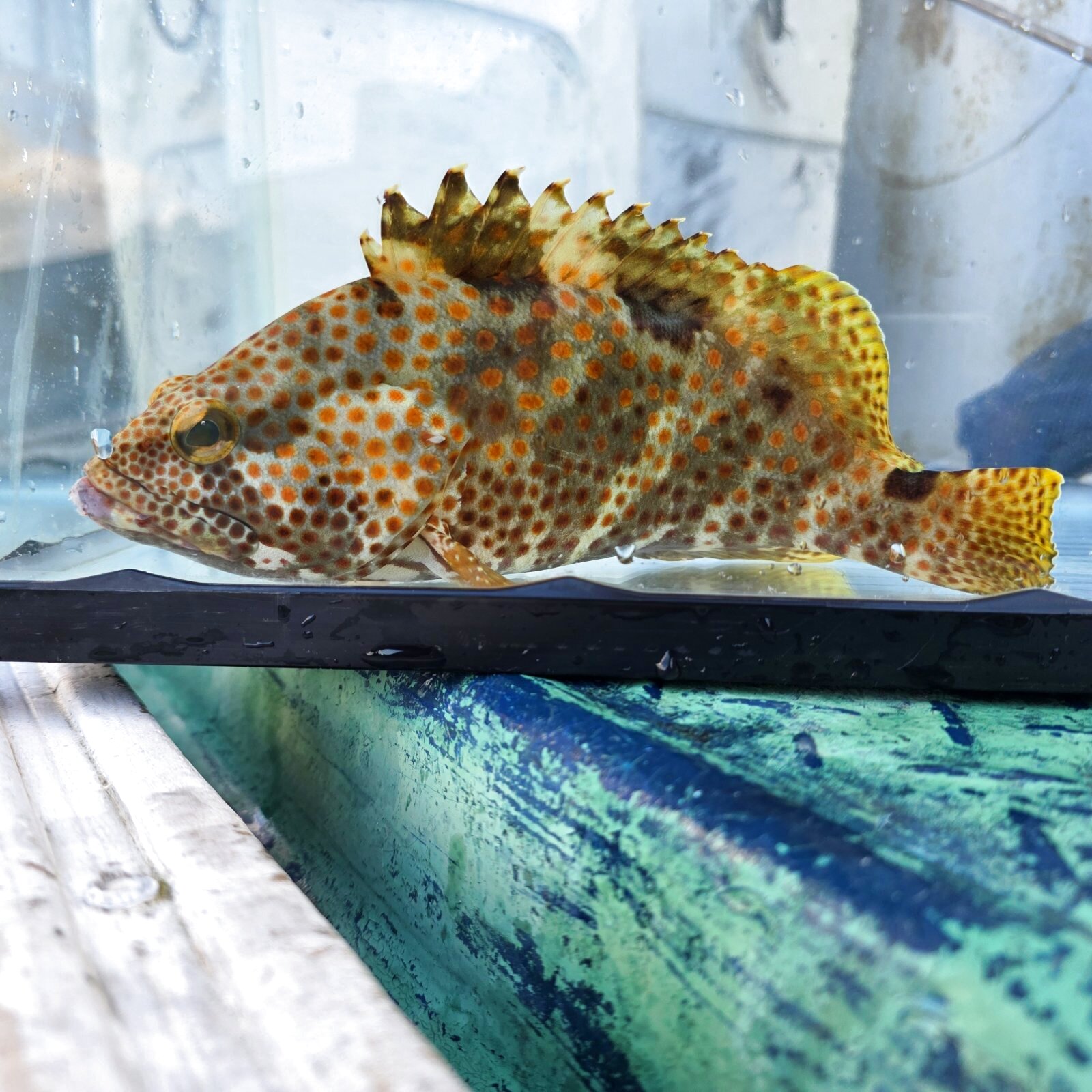 画像: 過去の入荷情報はここをクリック