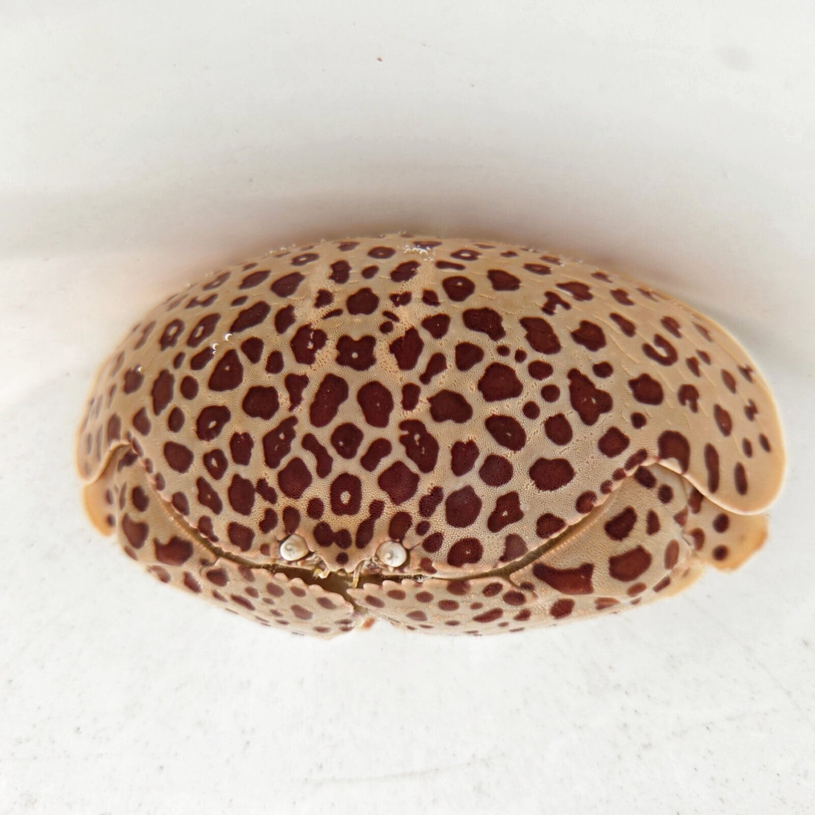 画像: 過去の入荷情報はここをクリック