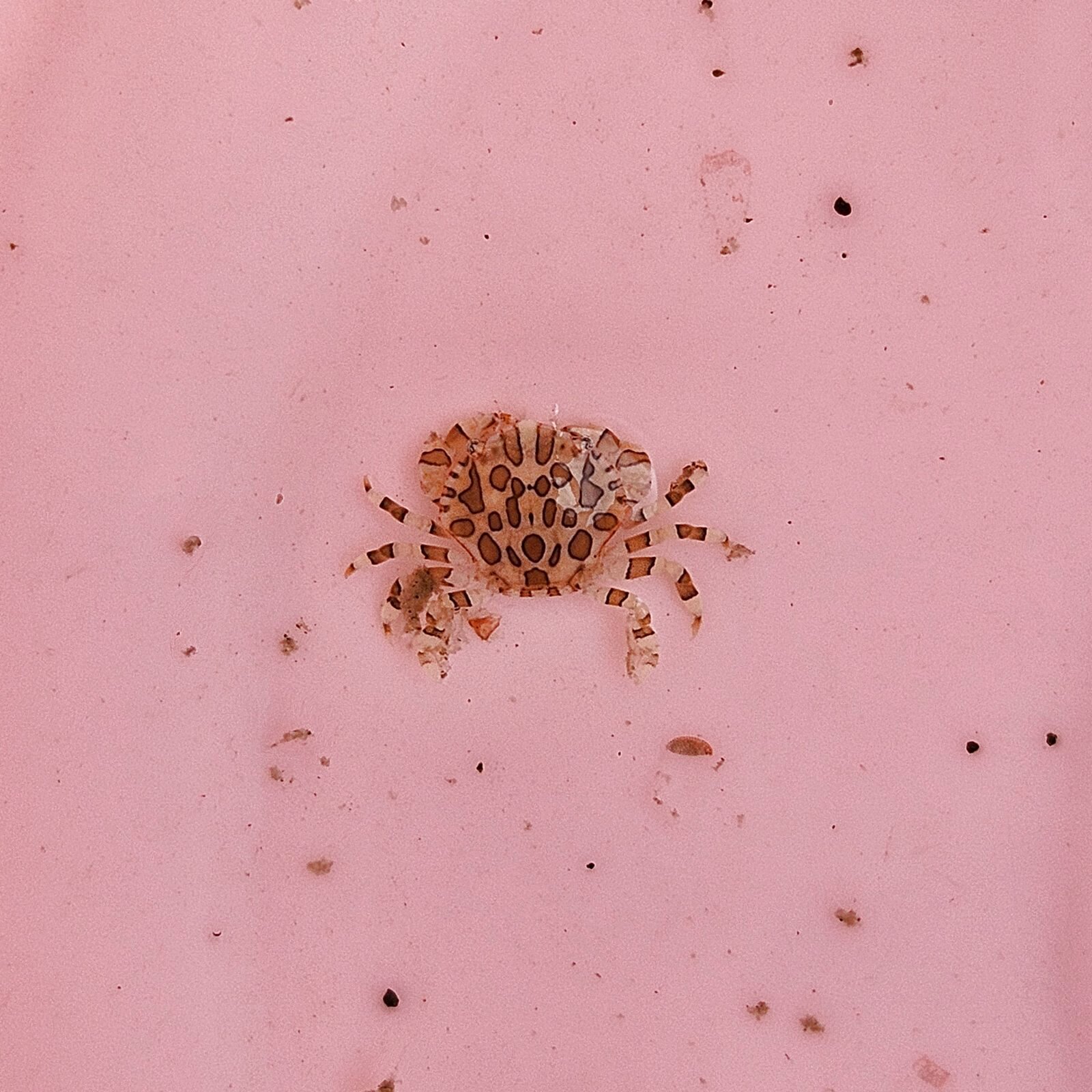 画像: 過去の入荷情報はここをクリック