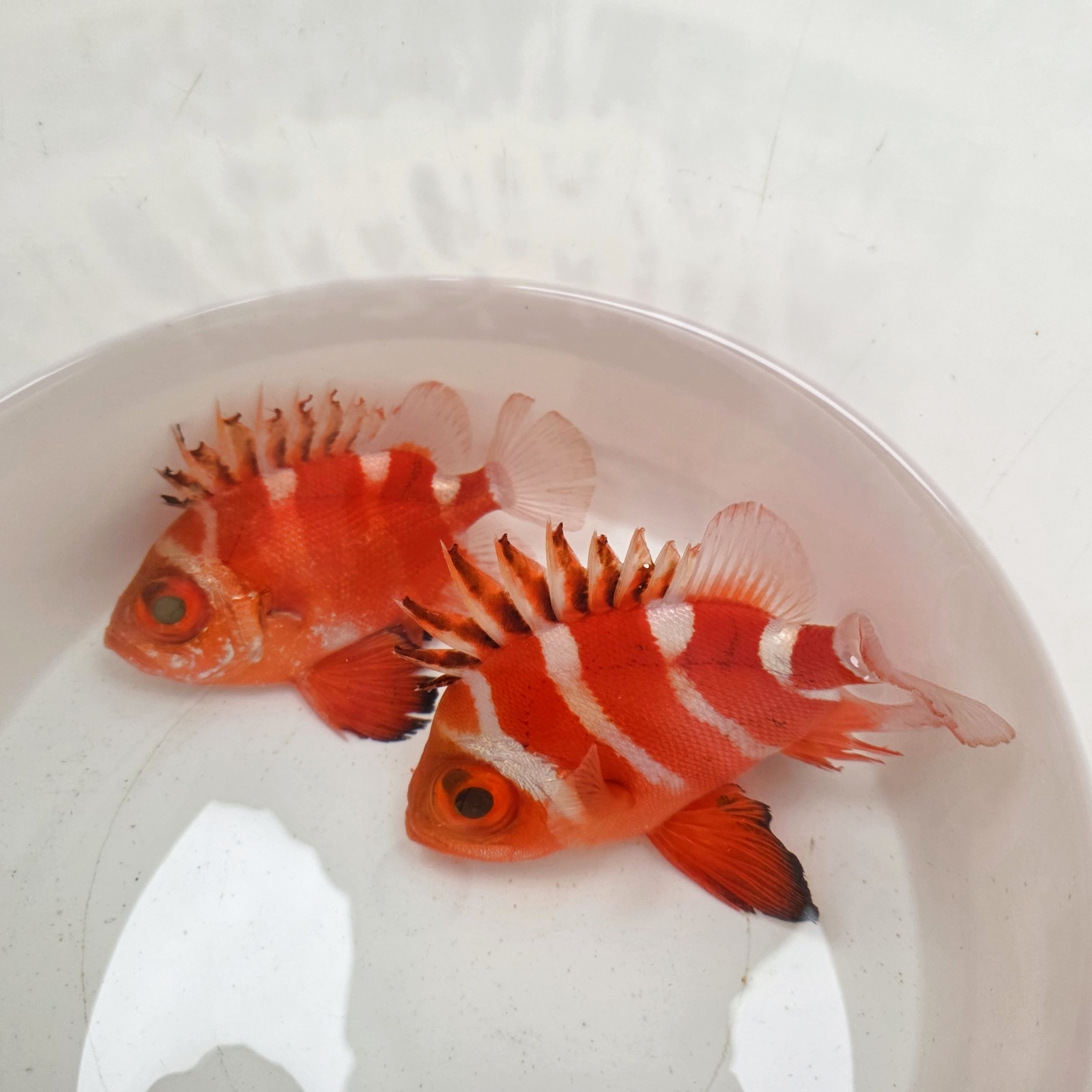 画像: 過去の入荷情報はここをクリック