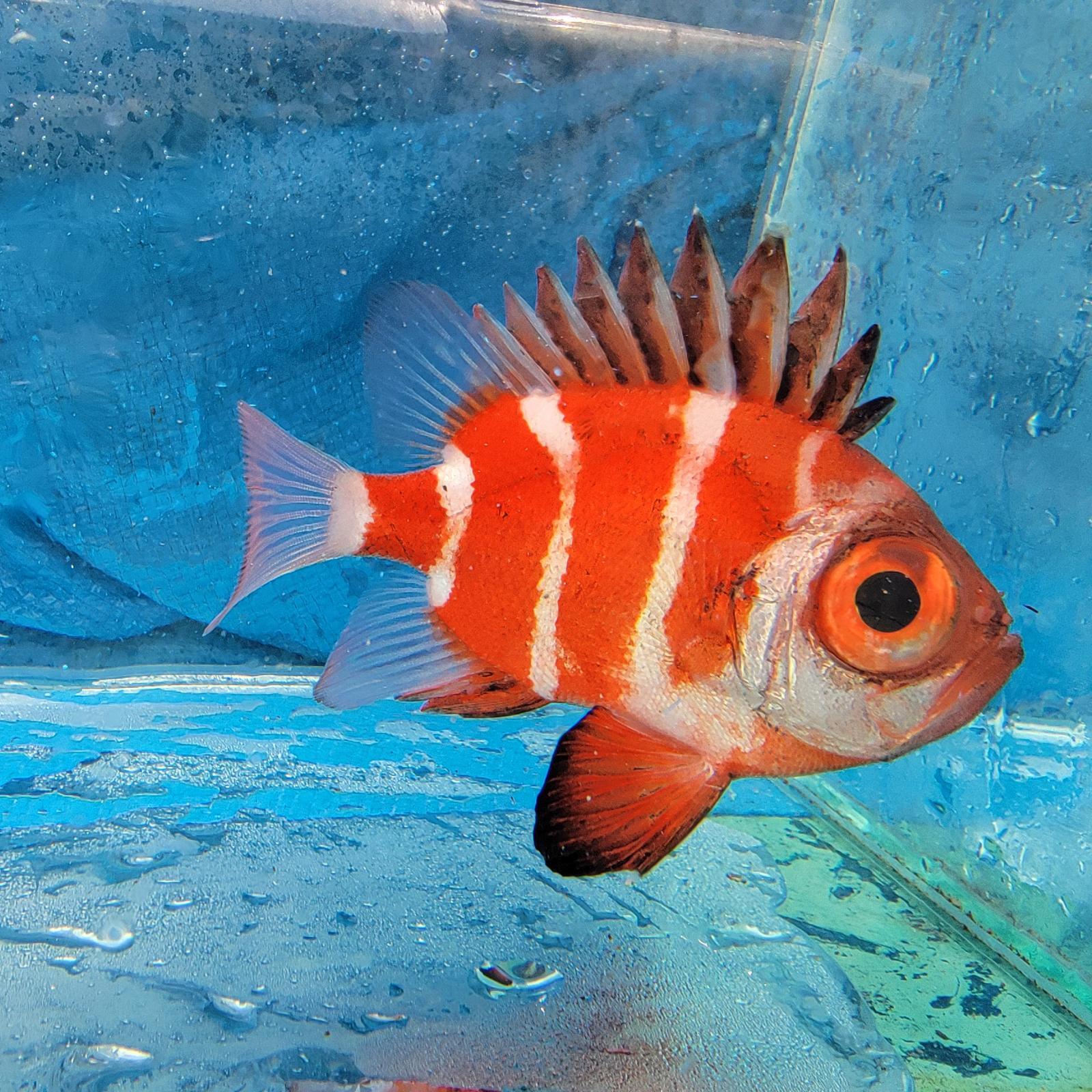 画像: 過去の入荷情報はここをクリック