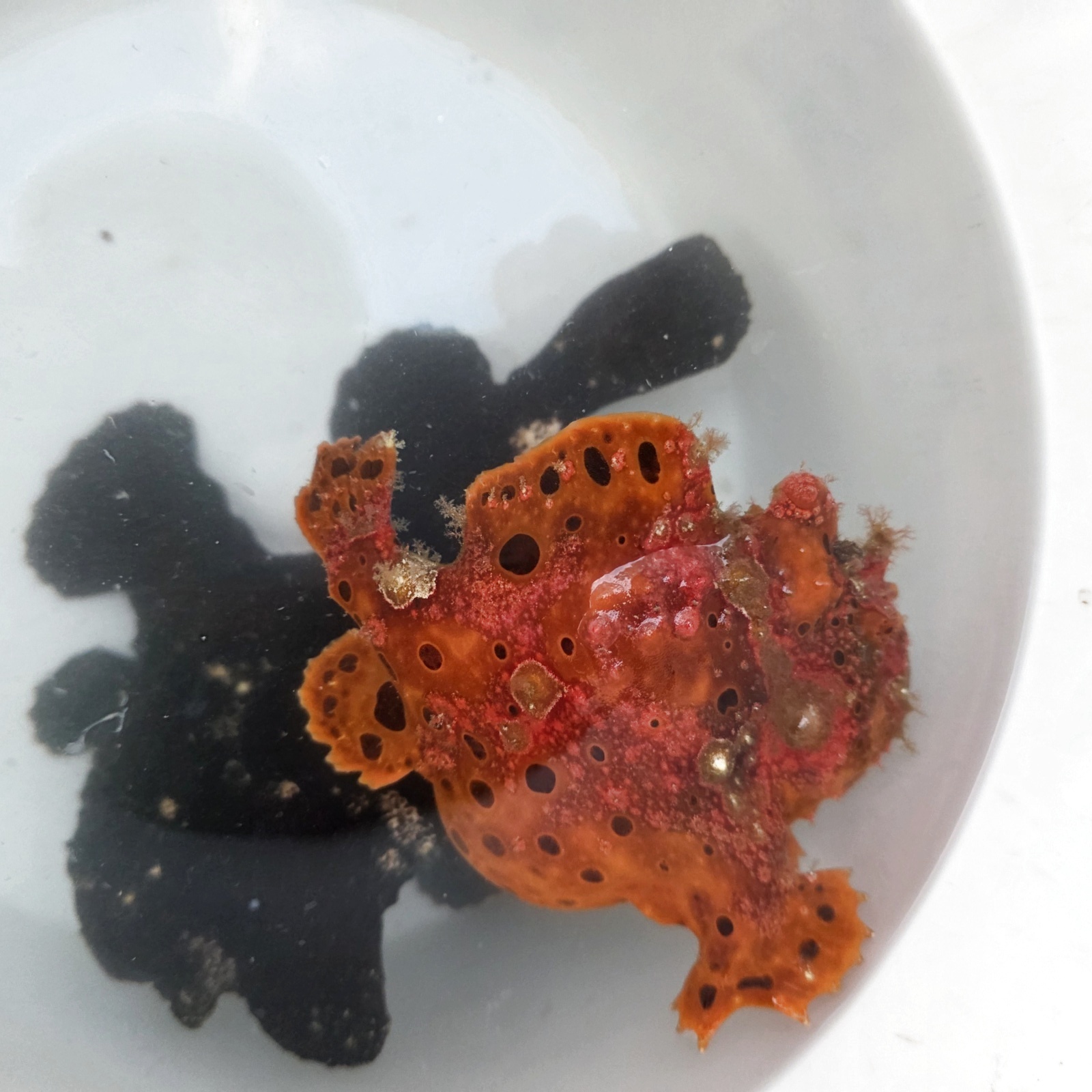 画像: 過去の入荷情報はここをクリック