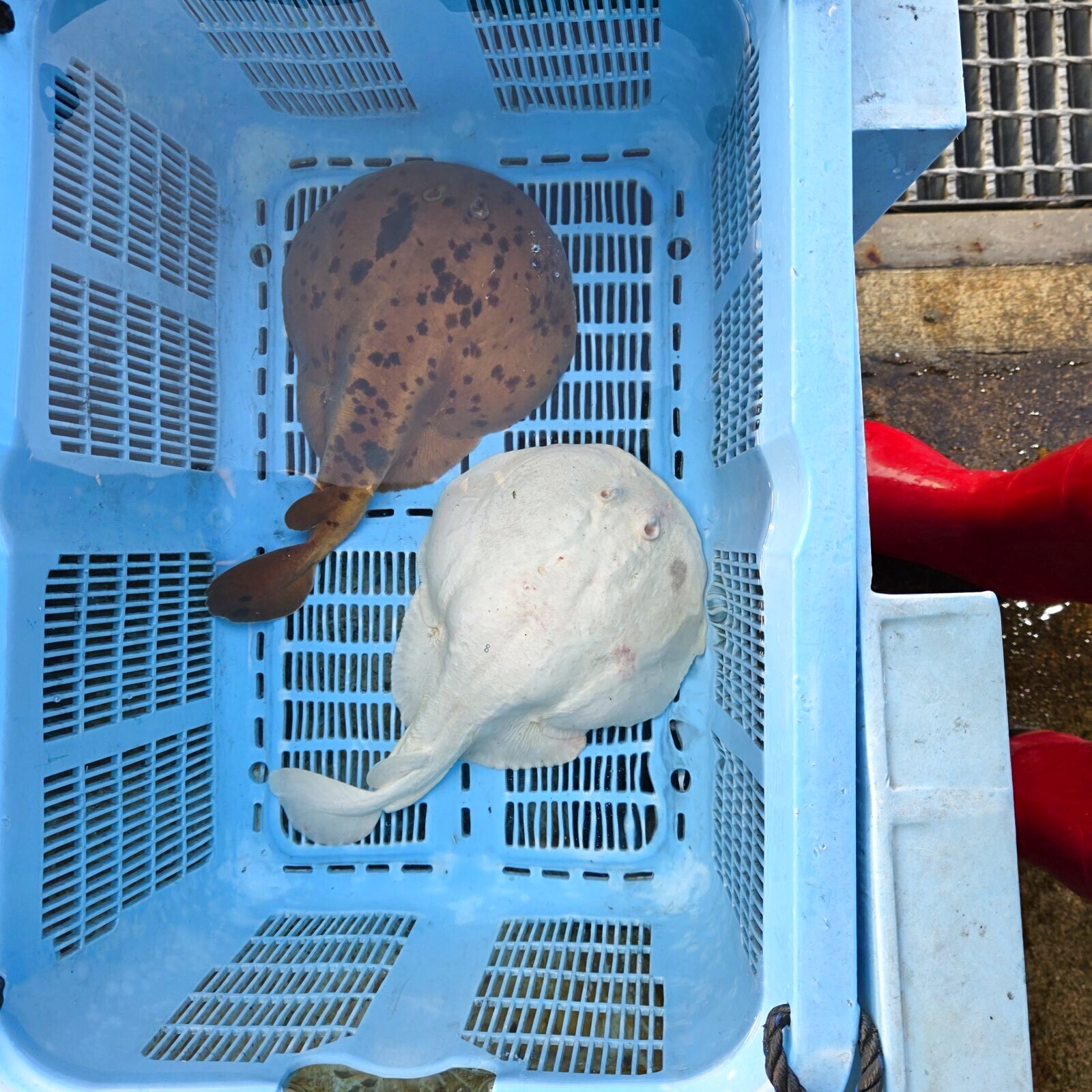 画像: 過去の入荷情報はここをクリック