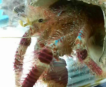 画像: 《近海産甲殻類》コモンヤドカリ(2Lサイズ)…ハンドコート採取