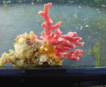 画像1: サンゴモドキ(約3センチ)