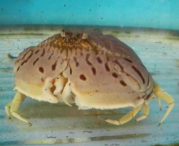 画像: 《近海産甲殻類》トラフカラッパ(Lサイズ)…ハンドコート採取