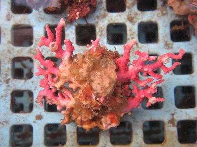 画像2: サンゴモドキ(約5センチ)