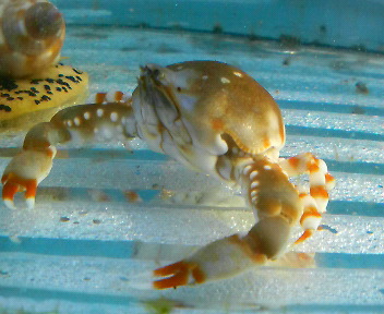 画像: 《近海産甲殻類》ツノナガコブシガニ