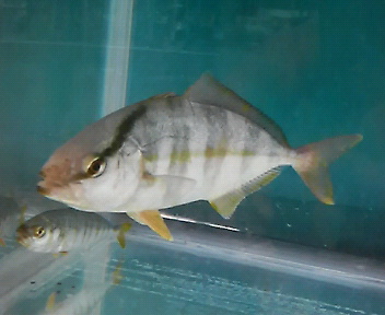 画像: 《近海産海水魚》☆餌爆食い中☆カンパチ(Sサイズ)1匹…近海ハンドコート採取