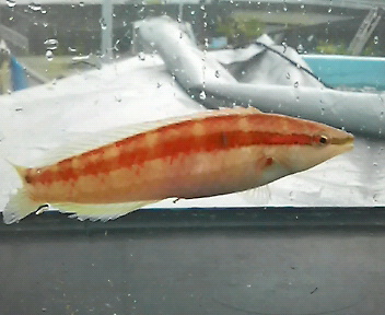 画像: 《近海産海水魚》タコベラ（美色）…ハンドコート採取