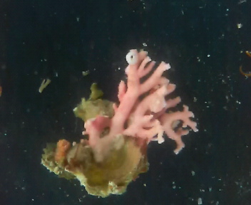 画像1: サンゴモドキ(約4センチ)