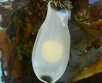 画像: ナヌカザメの卵