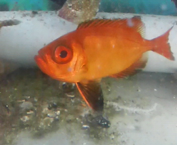 画像3: キビレキントキ幼魚