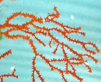 画像2: イソハナビオレンジ(約40センチ)