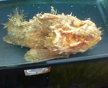 画像2: 《近海産海水魚》ダルマオコゼ…ハンドコート採取