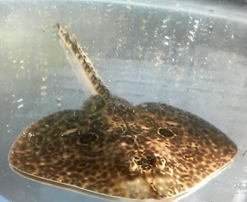 画像1: ツマリカスベ幼魚