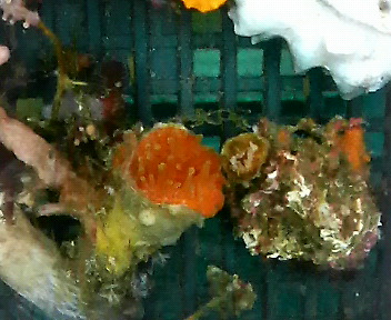 画像1: ウチウラタコアシサンゴ　ベビー