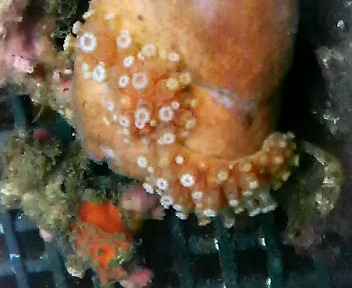 画像1: 八放サンゴ亜網（土台カイメン約4センチ）