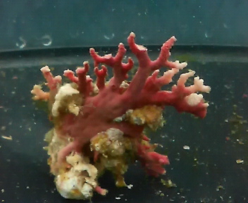 画像1: サンゴモドキ(約5センチ前後)
