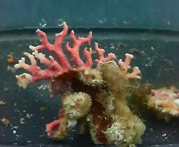 画像2: サンゴモドキ(約5センチ前後)