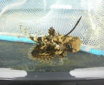 画像: 《近海産海水魚》【珍】オキセミホウボウ 幼魚…ハンドコート採取