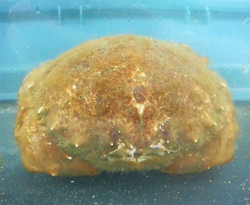 画像: 《近海産甲殻類》オオカイカムリ（Mサイズのフリー個体）…ハンドコート採取