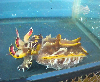 画像: 《近海産甲殻類》ハナイカ（Lサイズ）貴重な雌個体（1匹）…ハンドコート採取