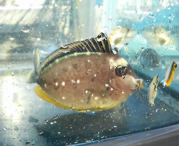 ミヤコテングハギ幼魚 近海産海水魚類 甲殻類 海洋生物類専門アクアマリンズ