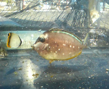 ミヤコテングハギ幼魚 近海産海水魚類 甲殻類 海洋生物類専門アクアマリンズ