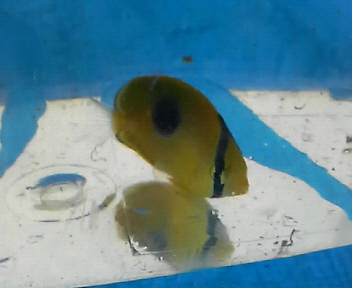 画像1: トノサマダイ　幼魚