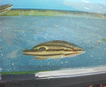 画像: 《近海産海水魚》クロホシフエダイ幼魚の2匹セット…当店ハンドコート採取