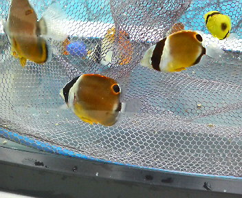 画像: 《近海産海水魚》ナミチョウ（チョウチョウウオ）幼魚(1匹)…当店ハンドコート採取（特別セール中！！）