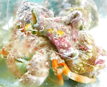 画像2: 《近海産甲殻類》ソメンヤドカリ(Mサイズ)・・フリー個体