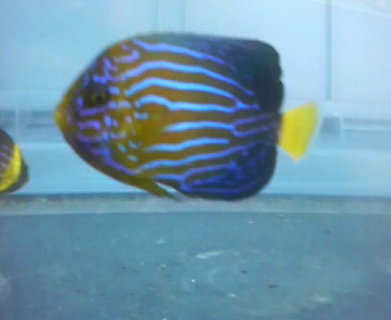 画像3: キンチャクダイ幼魚（送料無料）・・近海物ブルーフェース