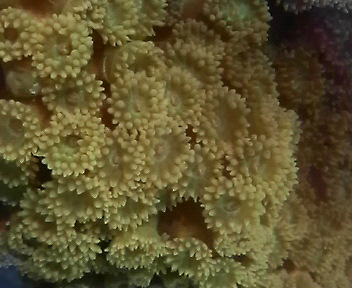画像: オオスリバチサンゴ（約40×25×18センチ）・・状態極上Ｓクラス