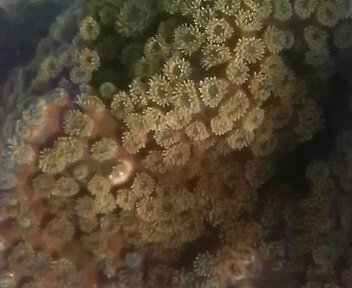 画像4: オオスリバチサンゴ（約40×25×18センチ）・・状態極上Ｓクラス