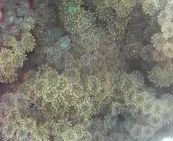 画像5: オオスリバチサンゴ（約40×25×18センチ）・・状態極上Ｓクラス