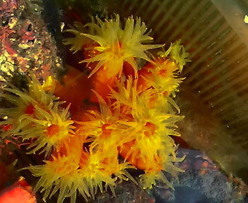 画像: 《近海産海洋生物類》オオエダキサンゴ（珍色）…長期間育成個体