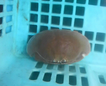 画像: 《近海産甲殻類》マルソデカラッパ(フリー個体)…ハンドコート採取