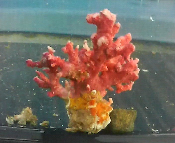 画像2: サンゴモドキ(約4センチ)