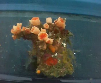 画像1: ボシュマキサンゴ