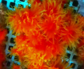 画像: 《近海産海洋生物類》☆★☆オノミチキサンゴ（2Lサイズ）…ハンドコート採取