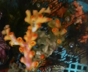 画像: オキノセキサンゴ(約20センチ）