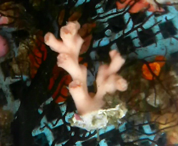 画像1: オキノセキサンゴ（ＳＰ）　特殊カラー（ホワイトポリプ）