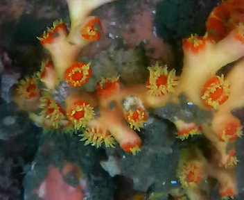 画像1: オキノセキサンゴ(約20センチ）