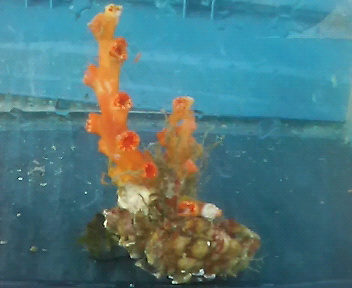画像2: オキノセキサンゴ(約10センチ）ダブル