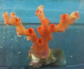 画像: オキノセキサンゴ(約８センチ）